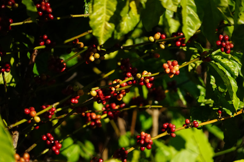 Ethiopië: Het land waar de geschiedenis van koffie begon